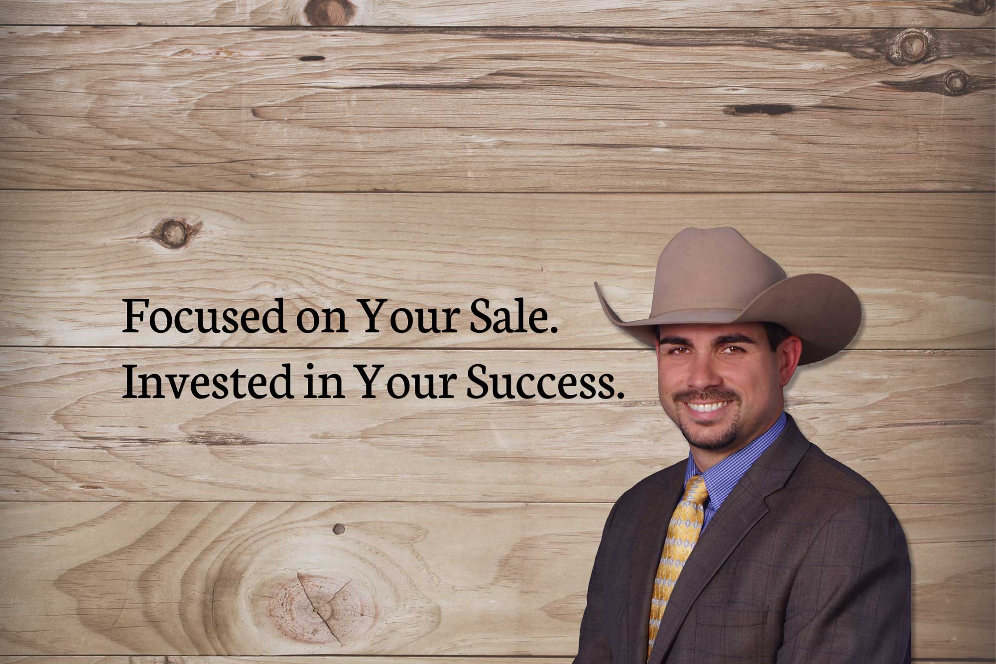 Cows in pasture setting sun