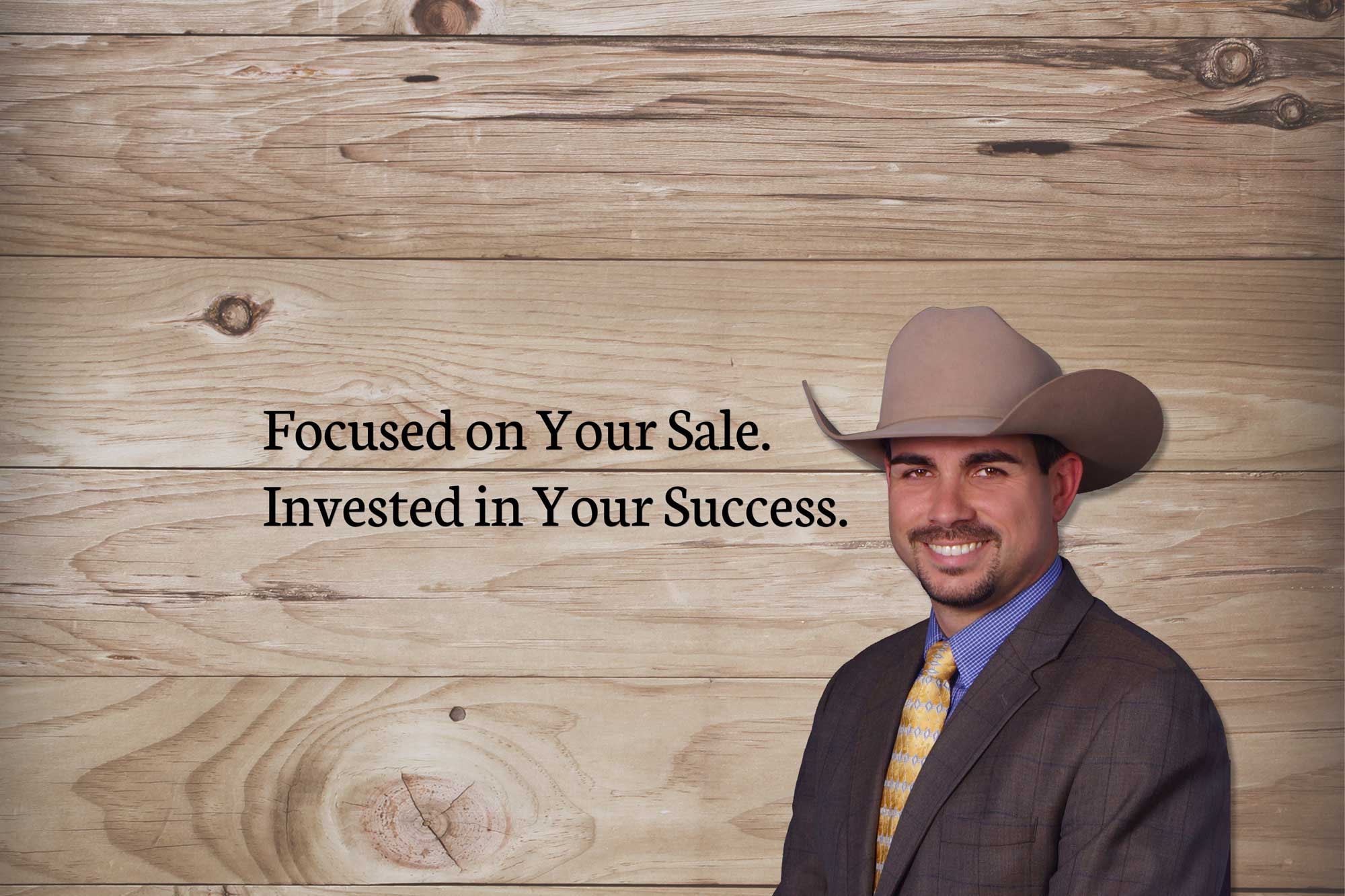 Cows in pasture setting sun